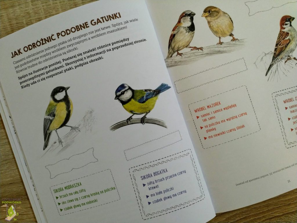 Ptaki. Mój zeszyt obserwacji przyrodniczych